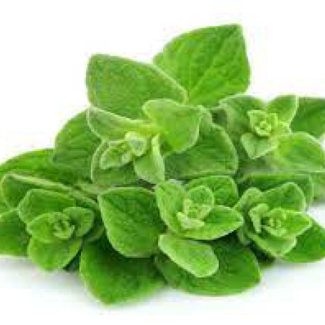 Oregano