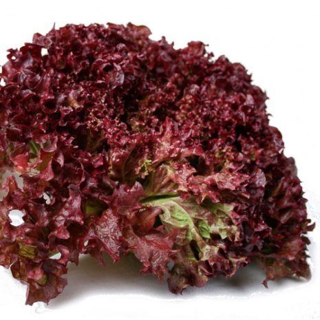 Lollo rosso